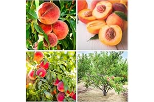 Mixrug 5+ Organic Peach Fruit Tree Seeds for Planting-Peaches Seeds Made in USA Seed Non-GMO Heirloom for Garden Outdoor