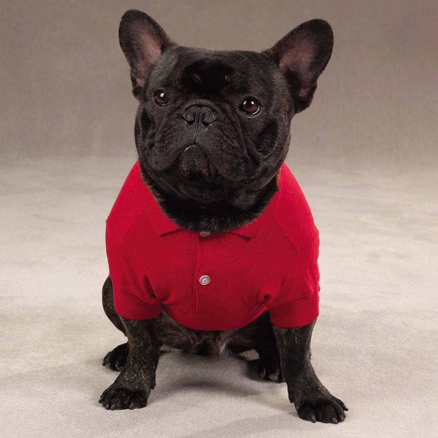 Xoloitzcuintli Dog Paw Puppy Name Breed Polo Shirt Clothes Men Women Polos