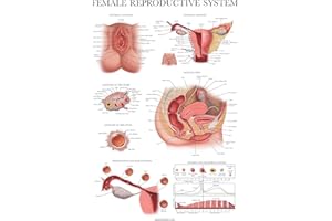 Palace Learning Laminated Female Reproductive System Anatomical Chart - Female Anatomy Poster - 18" x 24"