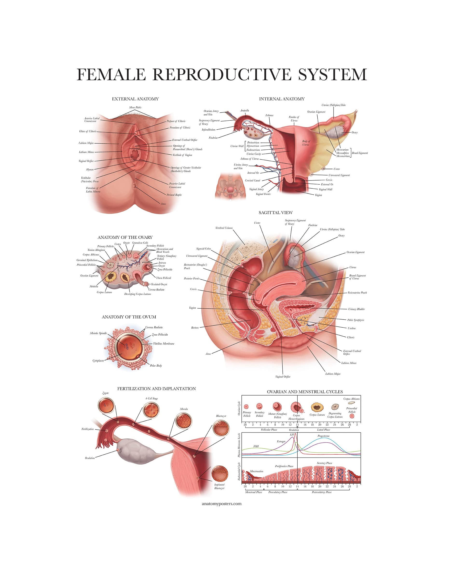 Palace Learning Laminated Female Reproductive System Anatomical Chart - Female Anatomy Poster - 18" x 24"