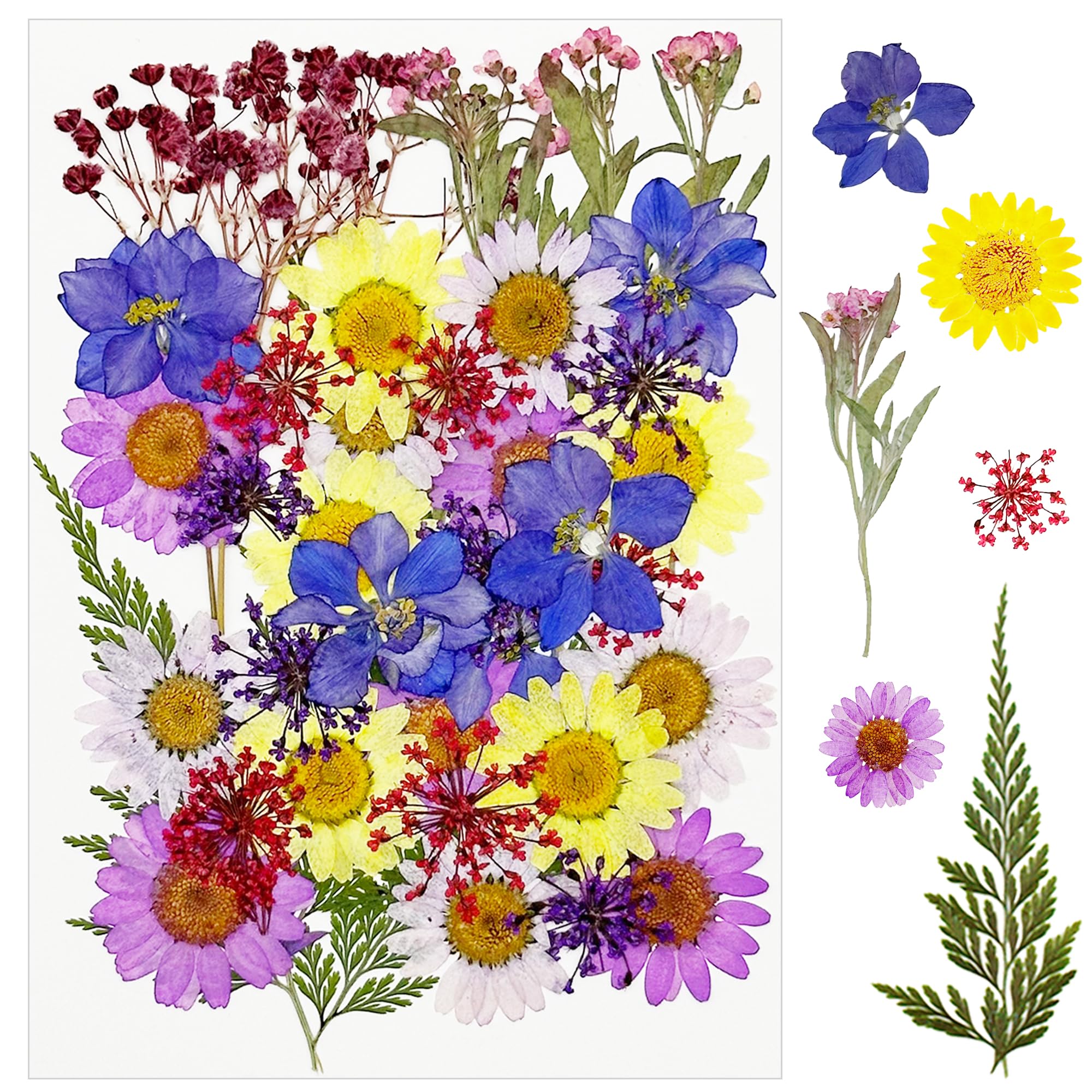 Cayway 40 PCS Natural Dried Flowers, Pressed Flowers, Colorful Resin Flowers Real Pressed Flowers for Resin Scrapbooking, DIY Art Crafts, Epoxy Resin Jewelry, Card Making Supplies, Purple