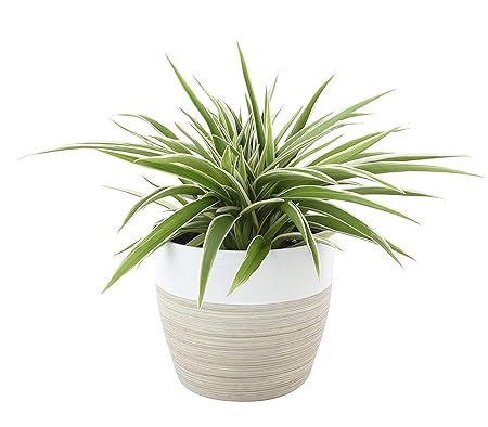 Creative Farmer Live Plant Indoor/Outdoor Spider (Chlorophytum) Easy to Maintain (1 Healthy Live Fruit Plant)