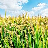 CHUXAY GARDEN Carolina Gold Rice 20 Seeds Survival