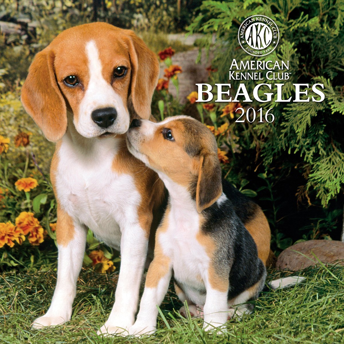 american kennel club beagle