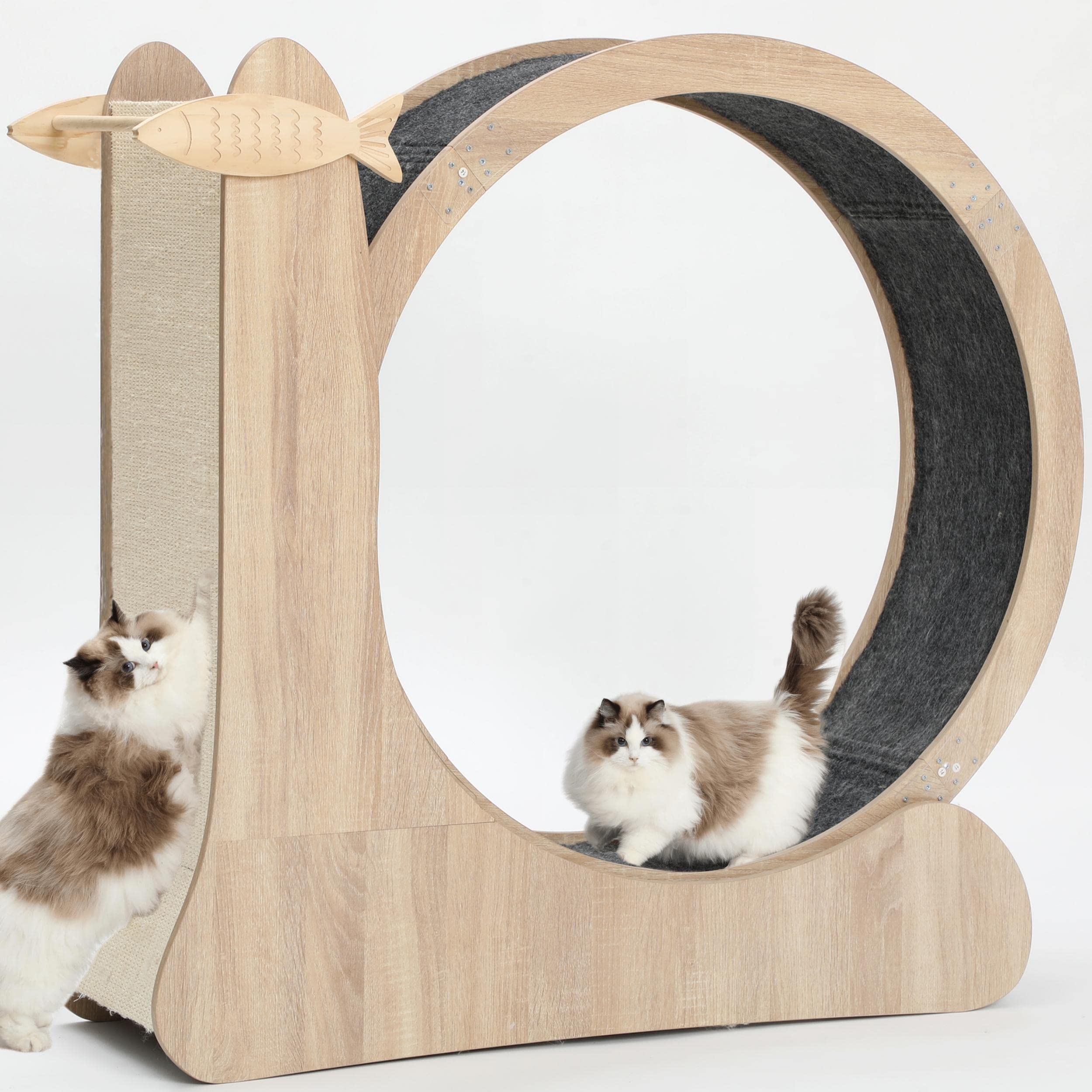 Cat Wheel,4-in-1 Cat Exercise Wheel,Upgraded