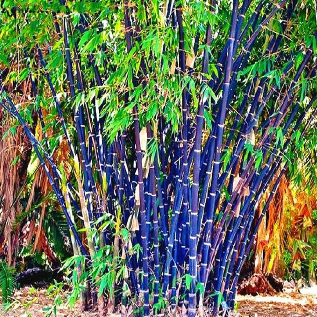 HOTUEEN 100pcs Colorful Bamboo Seeds Outdoor Bonsai Planting Home Garden Decorative Bamboo