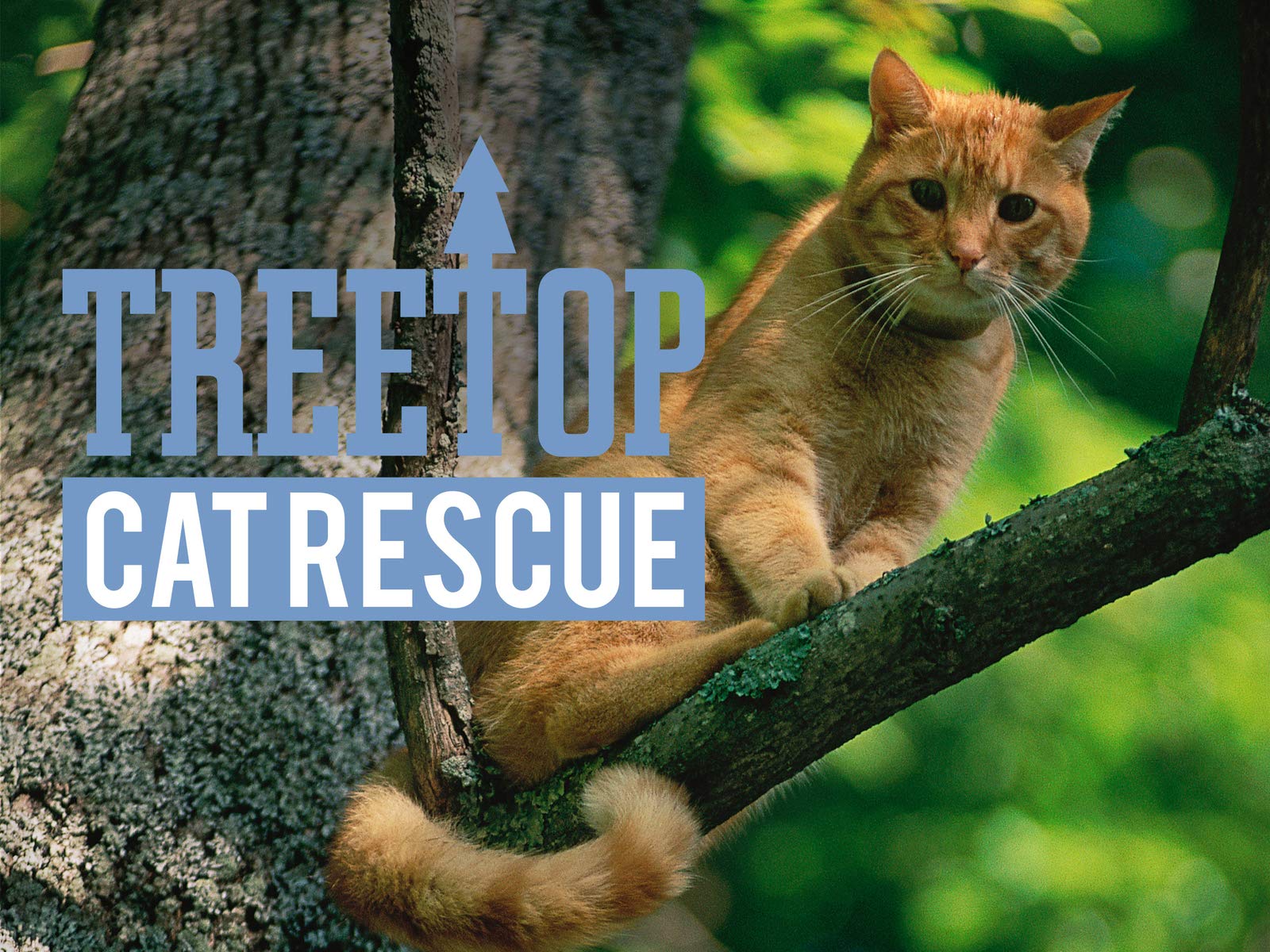 Watch Treetop Cat Rescue Season 1 Prime Video