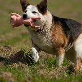 Petface Latex Lounging Pig Soft Chew Dog Toy Pack of 2 view 5