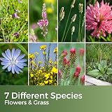 Garden Lawncare Guy Tortoise Grass Seed and Forage Mix 100g - Fast Growing view 4