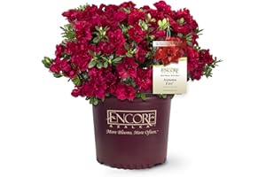 Encore Azalea Autumn Fire (3 Gallon) Red Double Blooms Flowering Dwarf Evergreen Shrub - Full Sun Live Outdoor