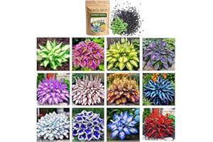 400+ Mixed Hosta Seeds for Planting, Colorful Hosta Plants Heart-Shaped Hosta Foliage Hardy Perennial Hostas for Shade Garden