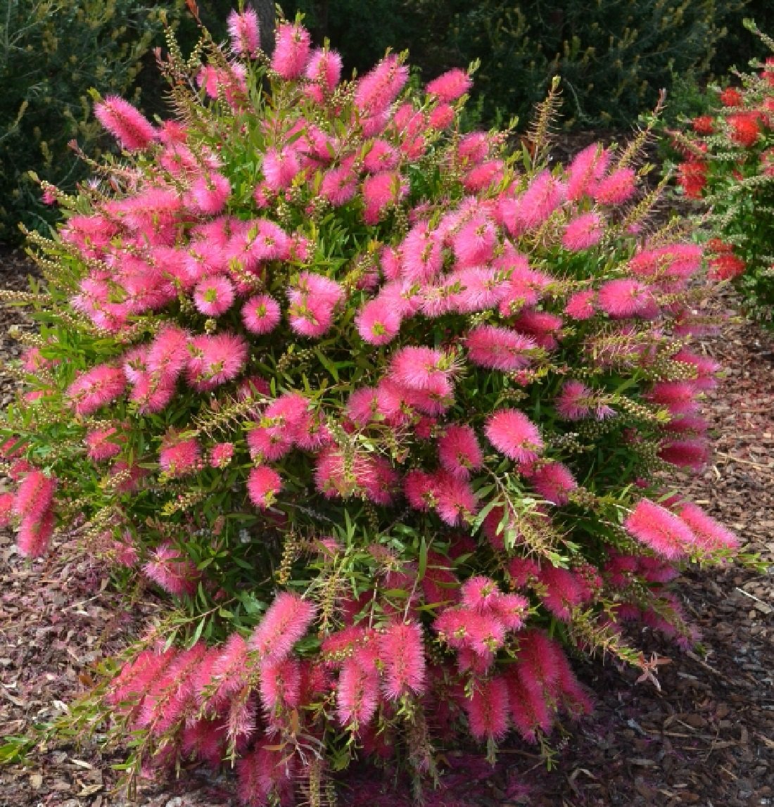 Exotische Callistemon Zylinderputzer ca. 70cm Amazon.de Garten