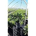 Live plant from Green Promise Farms Capistrano' (Rhododendron) Evergreen, 2-Size Container, Yellow Flowers