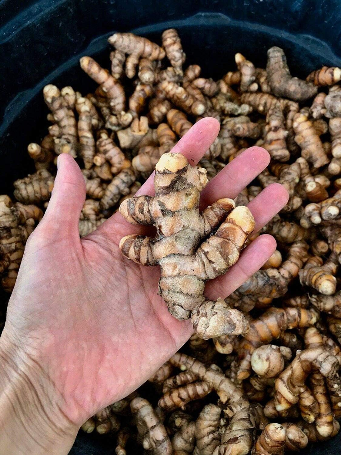 Bhanu Fresh Yellow Turmeric Roots 1 Lb *High Quality*