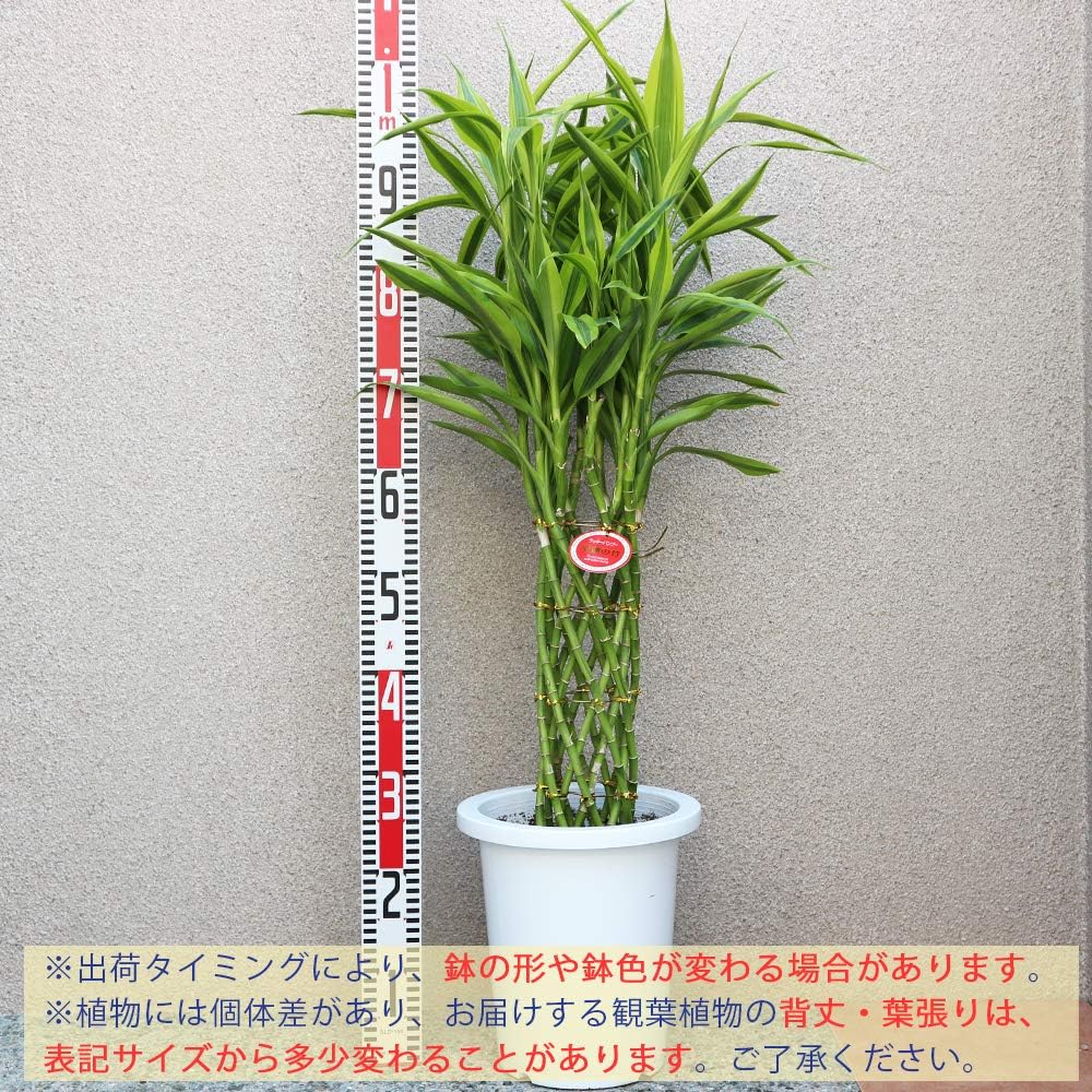 Amazon Co Jp ドラセナ サンデリアーナ ゴールド ラッキーバンブー 観葉植物 中型 7号プラスチック鉢 鉢底からの高さ 約85cm 葉張り 約40cm 品種で選べる観葉植物 リビングやオフィス向きサイズ 1個 サンデリアーナの中でも明るい斑入り葉が美しい