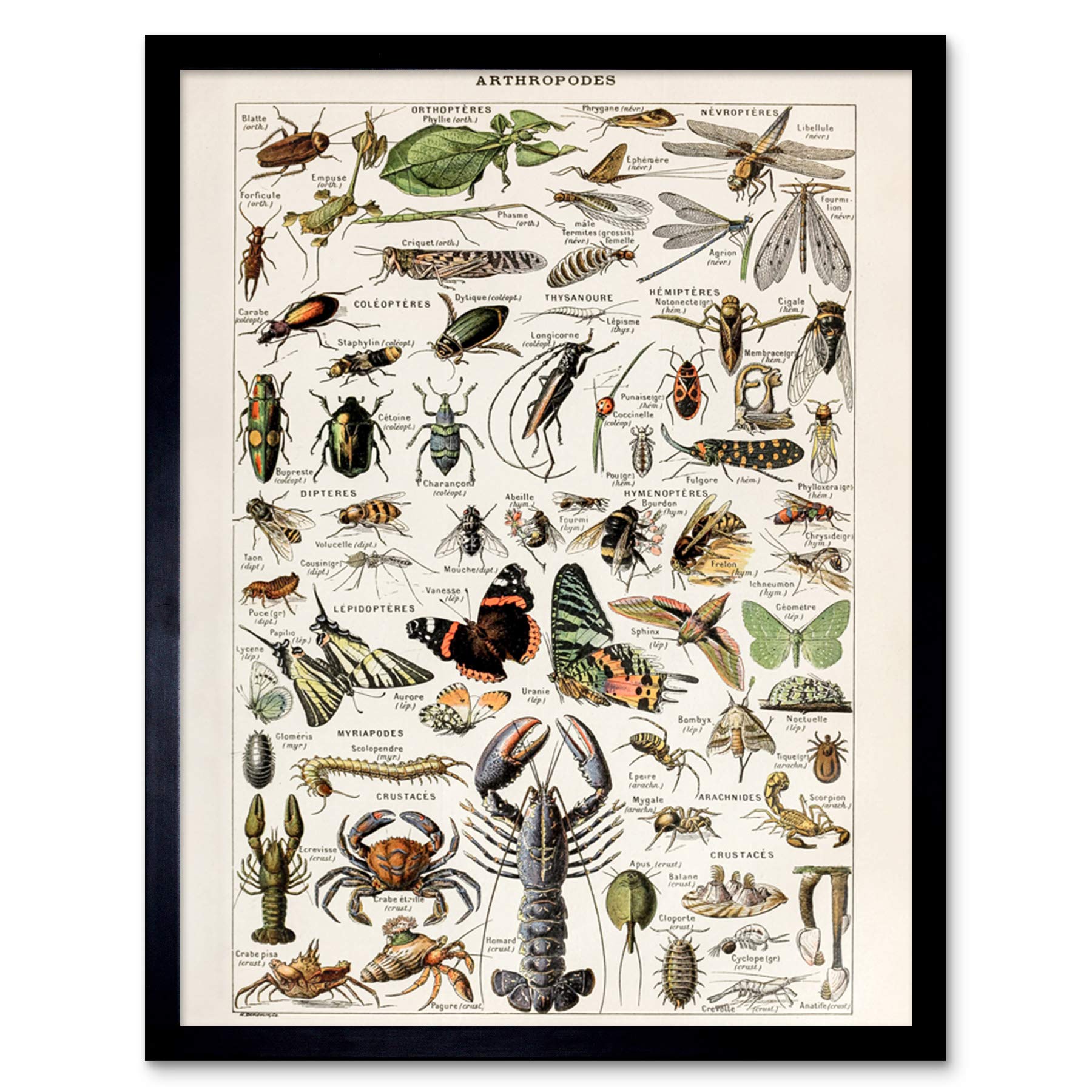 Artery8 Millot Encyclopedia Arthropods Exoskeletal Animals Art Print Framed Poster Wall Decor 12x16 inch — image 1
