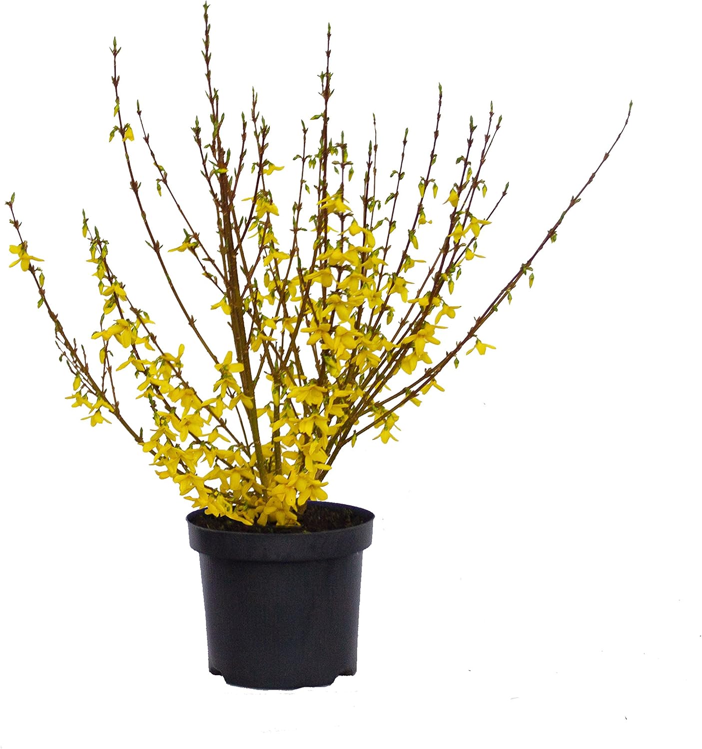 Flores y plantas de Dominik, campanas de oro, forsythia, forsythia ...