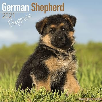 german shepherd dog original breed