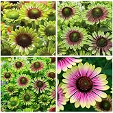 100+ Perennial Twister Coneflower Flower Seeds for Planting Outdoor - Non-GMO Heirloom Garden Decoration