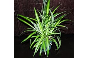 Germination Seeds: Beautiful Hawaiian Modified Spider Plant Nice Full 5.5 Inches Les Paniers suspendus: Package Contains Seed