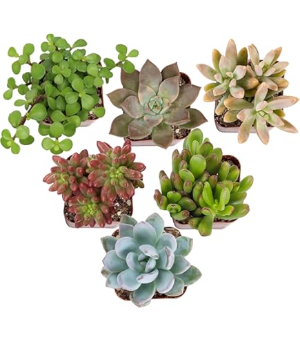 Amazon.com : Mountain Crest Gardens Ultimate Succulent Variety Pack - 6  Unique Live Plants, Rooted in 2 inch Pots - Indoor/Outdoor Real Succulents  for Garden Decor, Favors, DIY Arrangements : Patio, Lawn & Garden