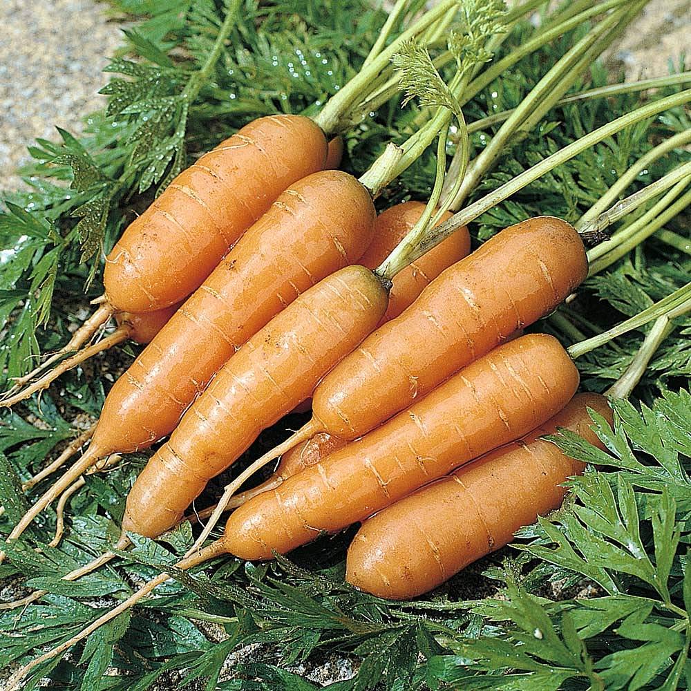 Carrot 'Adelaide' Seeds F1 Hybrid Hardy Annual Vegetable Garden Plants Spring Summer Autumn Veg Seed Packets Easy to Grow Your Own 1 Packet 400 Seeds by Thompson and Morgan