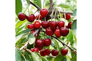 Sweet Cherry Tree Seeds (Prunus avium) | Non-GMO High Germination Fruit Seeds for Home Garden, Patio, Bonsai & Outdoor Planti