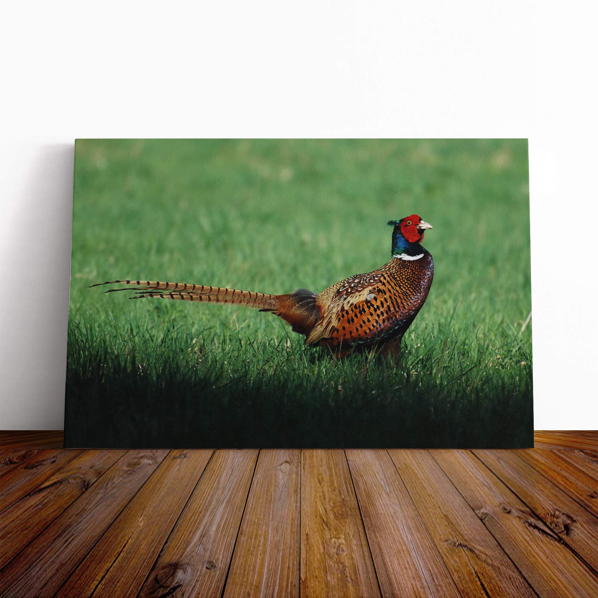 Pheasant Bird Canvas Print | Gallery Wrapped 30mm Frame Wall Art | 20x14 inches | Ready to Hang | Modern Animals Picture | Living Room Bedroom Lounge Office
