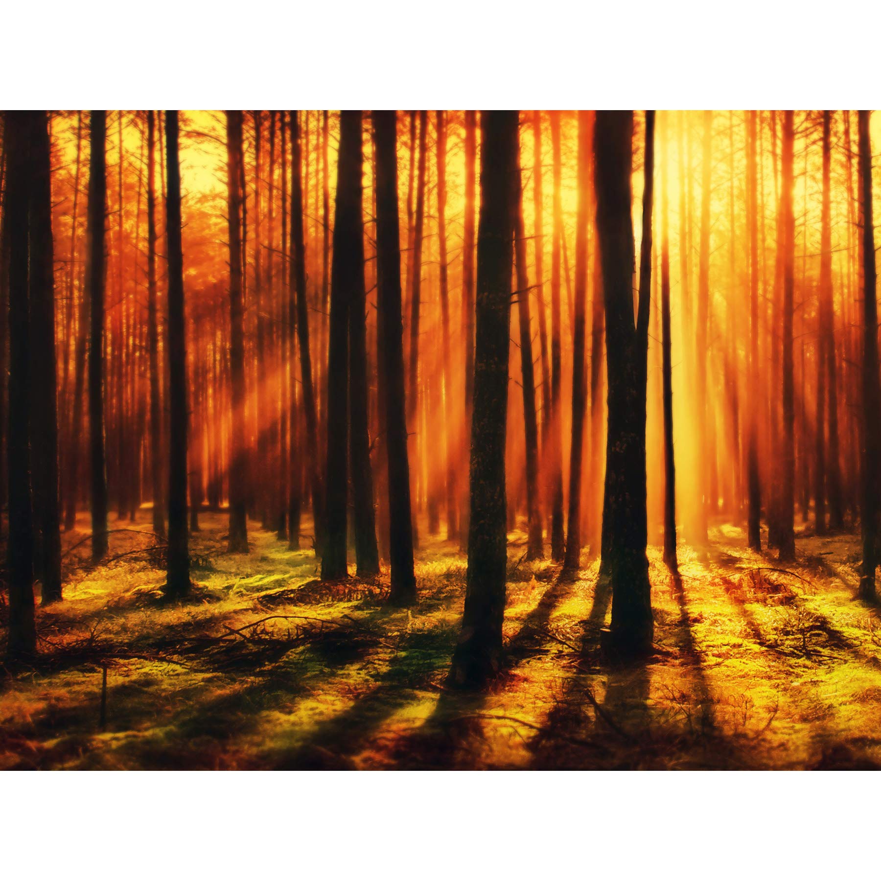 Artery8 Forest Sunset Nature Photograph Large Wall Art Poster Print Thick Paper 18X24 Inch
