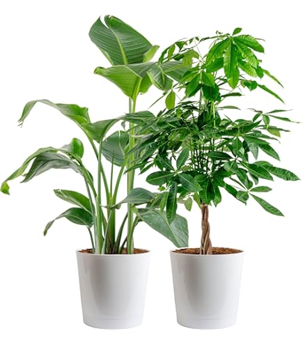 house plant care guide The Ultimate Indoor Plant Care Guide, PDF Digital Download eBook  Trillium  Living