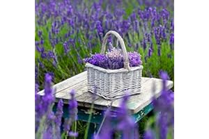 Dichmag English Lavender Flower Seeds for Planting - 10000+ English Lavender Vera Herb Seeds in Premium - Attracts Pollinators Non GMO, purple