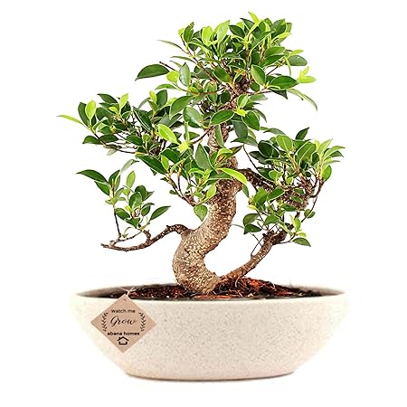 Abana Homes S Shape Ficus Bonsai Real Plants with Ceramic Pot (Low Maintenance)