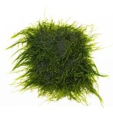 SubstrateSource Live Aquarium Plants on Driftwood, Lava Rock, Moss, Fiber Mat - Freshwater Fish Tanks - Easy, Beginner Friendly (Spiky Moss on Stainless Steel)