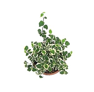 Root Bridges Indoor Ficus Pumila Plant (Pot included)