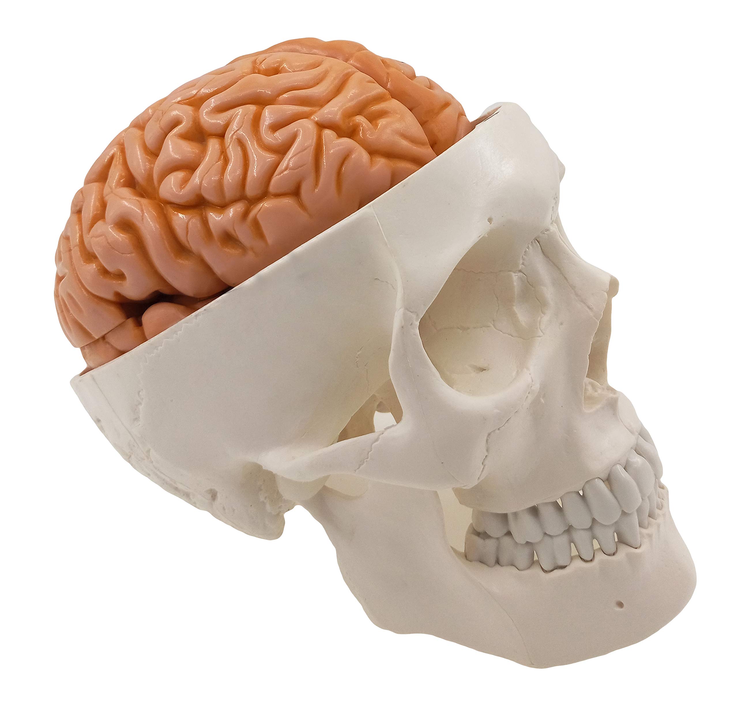 Medical Human Skull Brain Model Skull Neurologist 1:1 Craniocerebral Anatomy
