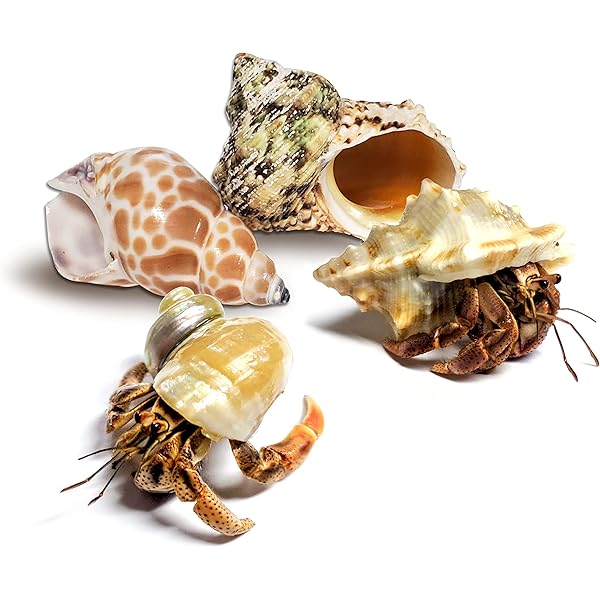 hermit crab cages amazon