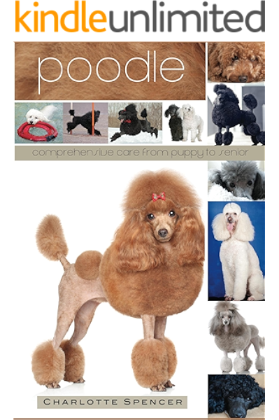 toy poodle puppy care