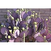 3 Cuttings Purple Prickly Pear Cactus Opuntia Violacea 6"-8" Pads | Heirloom &amp; Non GMO, Drought-Tolerant Opuntia for Sunny, Dry-Site Gardens