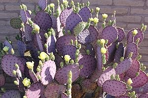 KVITER 3 Cuttings Purple Prickly Pear Cactus Opuntia Violacea 6"-8" Pads