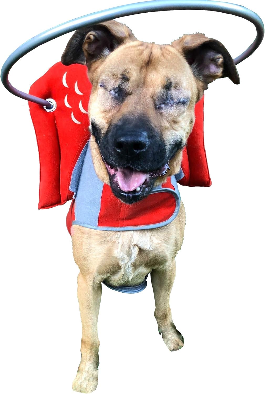 angel wings for blind dogs