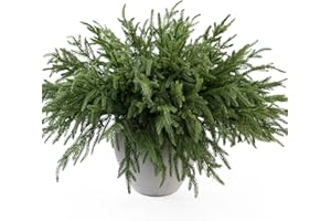 MISSPIN 12 Pcs 19.5 Inches Christmas Norfolk Pine Branches, Norfolk Pine Artificial Christmas Branches DIY Crafts Faux Pine Branches for Xmas Indoor Outdoor Home Decor