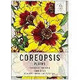 Seed Needs, Coreopsis Plains Seeds - 1,000 Heirloom Seeds for Planting Coreopsis tinctoria - Annual Wildflowers to Attract Bumblebees & Butterflies (1 Pack)