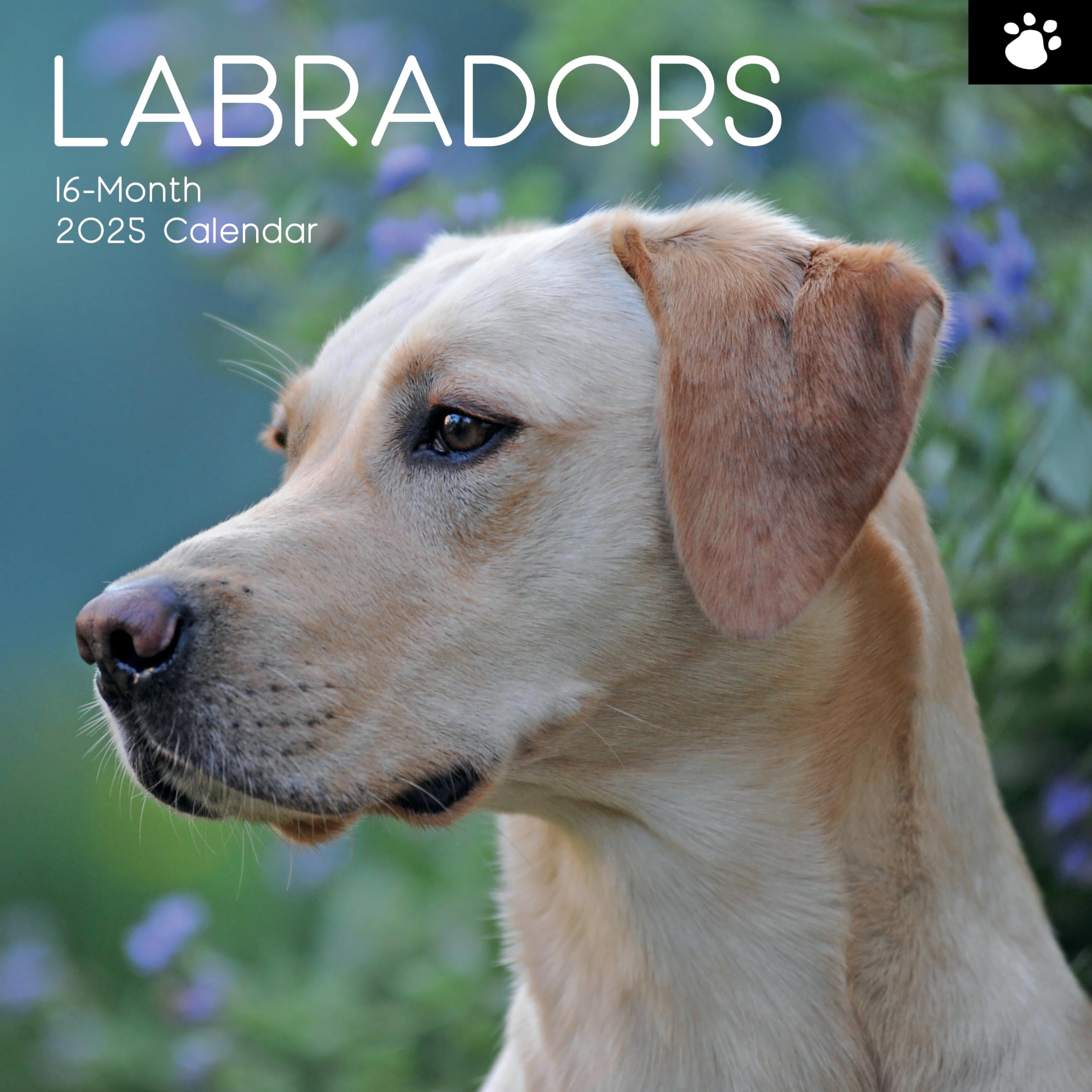 2025 Square Wall Calendar, Labradors, 16-Month Animals Theme with 180 Reminder Stickers (30 x 30 CM)