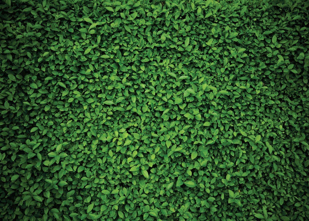 AIIKES 7x5FT Green Leaves Backdrop for Photography Spring Grass Photo Background Baby Shower Birthday Backdrops Party Decor Outdoorsy Theme Wedding Photo Booth Studio Props 11-558