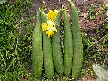 Sponge Gourd F1 Hybrid Vegetable Seeds by Kraft Seeds