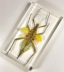 9" Real Giant Jungle Nymph Heteropteryx Dilatata in