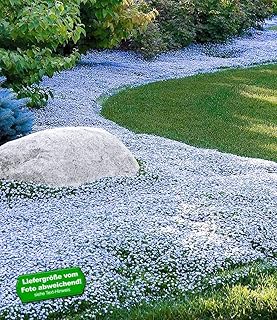 BALDUR Garten Winterharter Bodendecker Isotoma 'Blue Foot®', 9 Pflanzen Isotoma fluviatilis trittfest, Blauer Bubikopf Gaudich Rasen-Ersatz