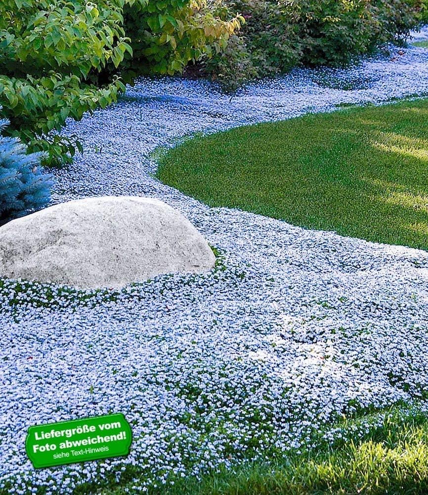 BALDUR Garten Winterharter Bodendecker Isotoma 'Blue Foot®', 9 Pflanzen Isotoma fluviatilis trittfest, Blauer Bubikopf Gaudich Rasen-Ersatz
