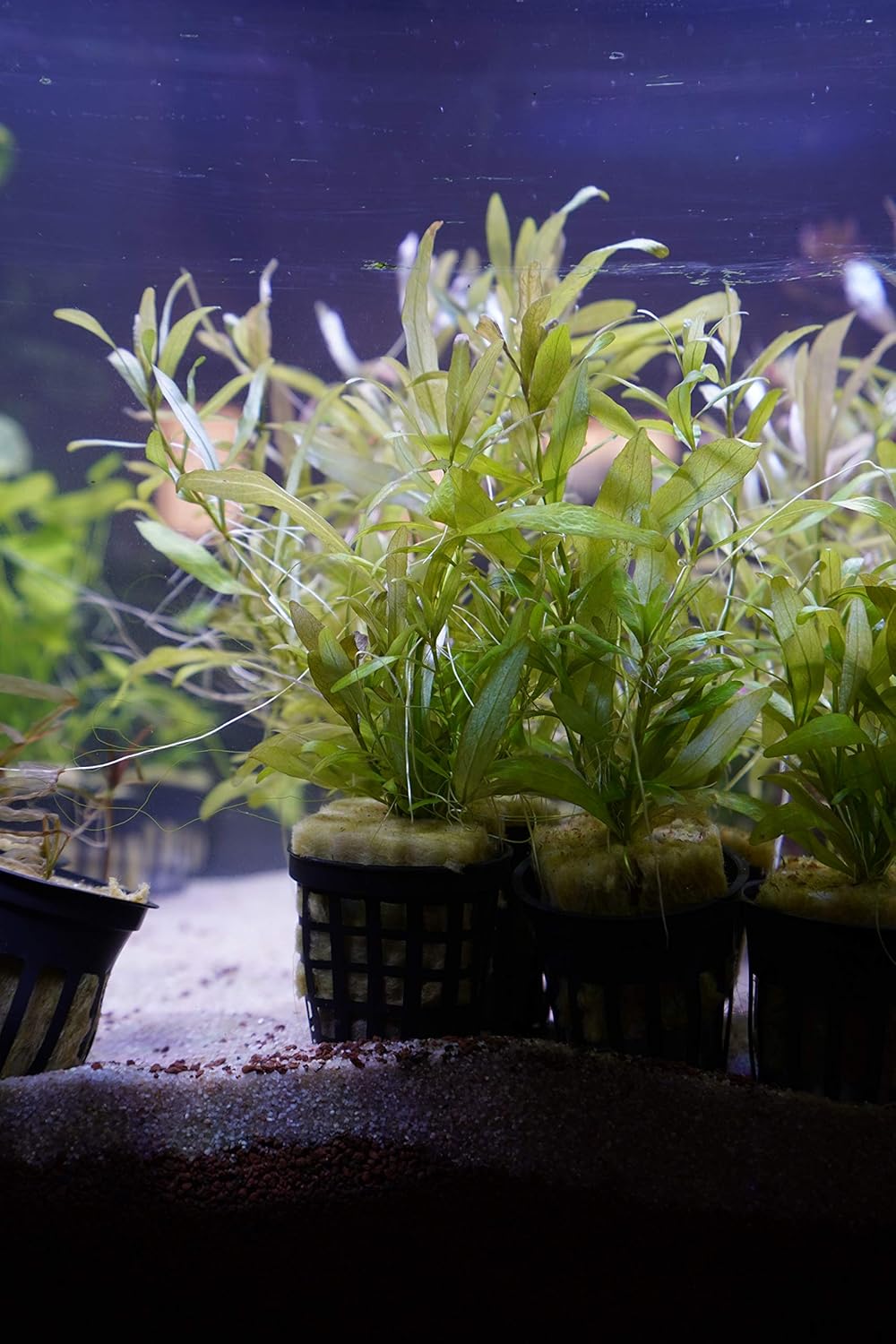 Agua pecera para plantas | Peceras