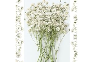 GLICRILI 30Pcs Mini Dried Pressed Baby's Breath Flowers Bulk - Real Natural Flat Real Gypsophila Dried Pressed Flowers for Resin, Wedding Invitation, Scrapbooking, Candle Making, Paper Crafts